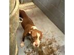 Adopt Dehaun a Mixed Breed