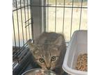 Adopt Dodson a Domestic Short Hair
