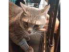 Adopt Ranger a Domestic Short Hair