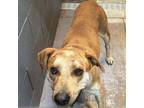 Adopt Vincent a Mixed Breed
