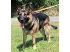 Adopt Diesel 40215 a German Shepherd Dog