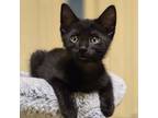 Adopt Strawberry Shortcake a Domestic Short Hair