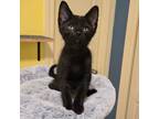 Adopt Klondike a Domestic Short Hair