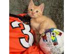 Adopt Ronaldo a Domestic Short Hair