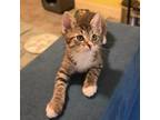 Adopt Snow Cone a Domestic Short Hair