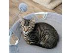 Adopt Rascal a Domestic Short Hair
