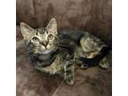 Adopt Louis a Domestic Medium Hair