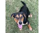 Adopt Russell a Labrador Retriever, Cattle Dog