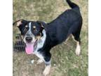 Adopt Kurt a Labrador Retriever, Cattle Dog