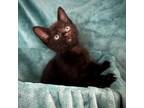 Adopt Orion a Domestic Short Hair