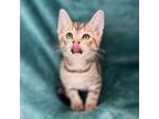 Adopt Cygnus a Domestic Short Hair