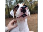 Adopt CHAT-Stray-ch189_2 a Mixed Breed