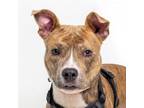 Adopt TUSC-Stray-tu936 a Pit Bull Terrier
