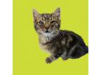 Adopt Meeko a Domestic Short Hair