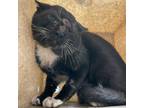 Adopt feralwild24081645 a Domestic Short Hair