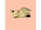 Adopt Paul a Domestic Short Hair