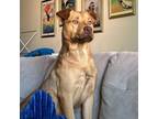 Adopt Toby Keith a Labrador Retriever