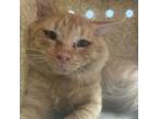 Adopt feralwild24081647 a Domestic Medium Hair