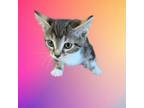 Adopt Hans a Domestic Short Hair