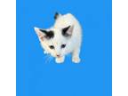 Adopt Lex a Domestic Short Hair