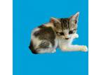 Adopt Jelly a Domestic Short Hair