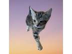 Adopt Kevin a Domestic Short Hair