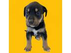 Adopt Bronx a Labrador Retriever