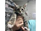 Adopt Mousy a Domestic Long Hair