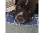Adopt Sebastian a Black Labrador Retriever