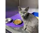 Adopt Wade a Russian Blue, Domestic Short Hair