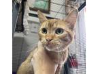 Adopt Buttermilk a Domestic Long Hair
