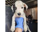 Adopt Navy a Pit Bull Terrier