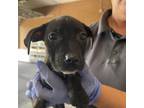 Adopt Winter a Pit Bull Terrier