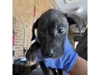 Adopt Autumn a Pit Bull Terrier