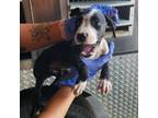 Adopt Onyx a Pit Bull Terrier