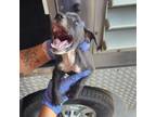 Adopt Olive a Pit Bull Terrier