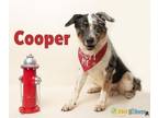 Adopt Cooper a Australian Shepherd, Mixed Breed