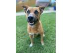 Adopt Pumpkin a Labrador Retriever, Mixed Breed