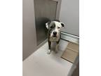 Adopt Tra'Mell a Pit Bull Terrier, Mixed Breed