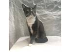 Adopt (SP) Fennikin a Domestic Short Hair