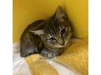 Adopt Cabo a Domestic Short Hair