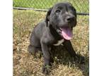 Adopt Grover a Labrador Retriever