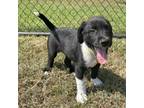 Adopt Gibbs a Labrador Retriever