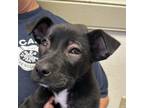 Adopt Felix a Black Labrador Retriever