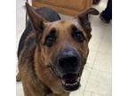 Adopt Rubble a German Shepherd Dog