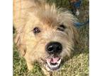 Adopt Brady a Retriever