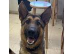 Adopt Mowgli a German Shepherd Dog