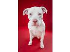 Adopt Cash a American Staffordshire Terrier, Mixed Breed