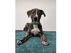 Adopt Nugget a Shepherd, Mixed Breed