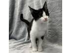 Adopt Timmy a Domestic Short Hair